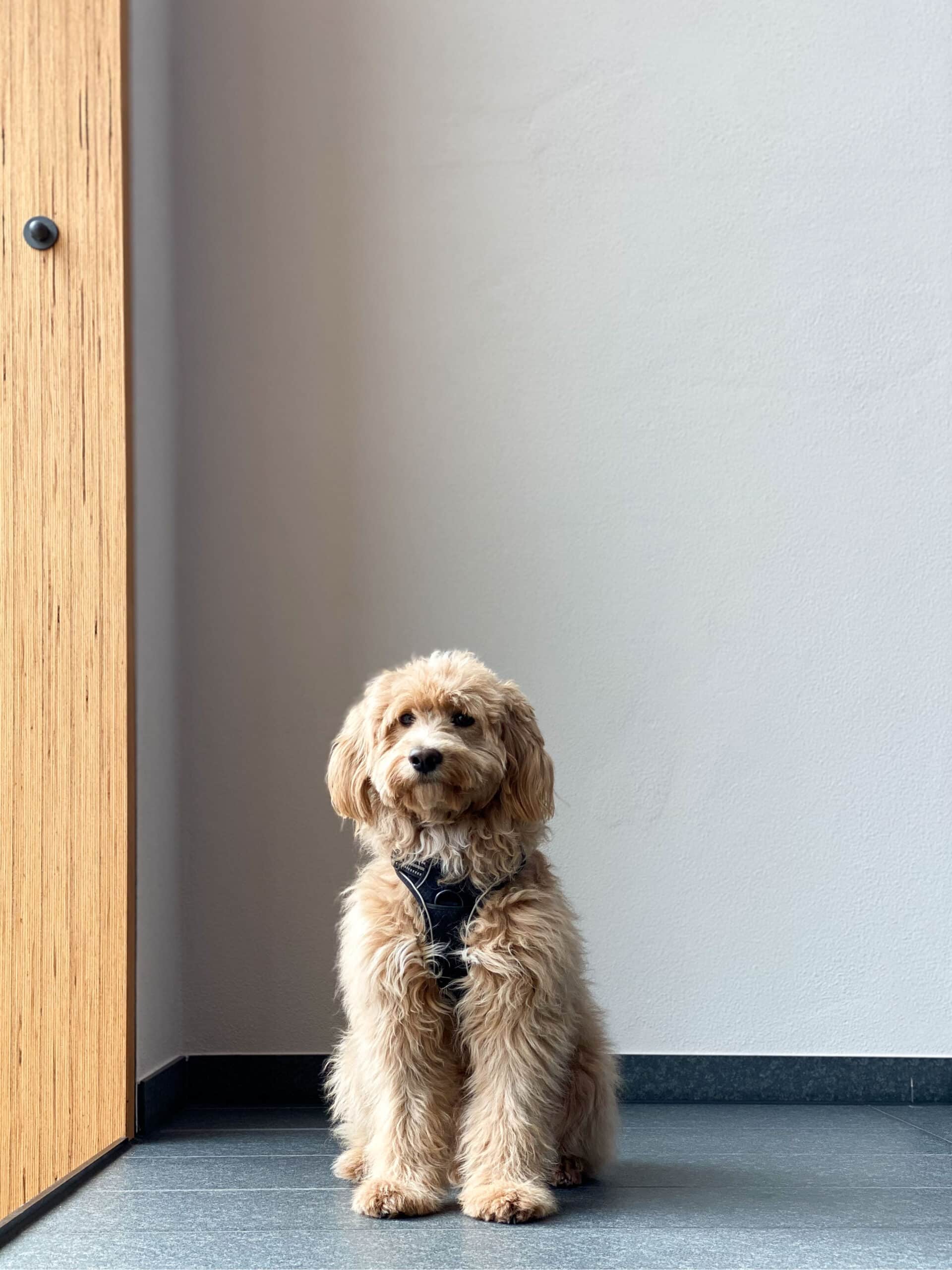 Holzgruppe_Chico_Portrait